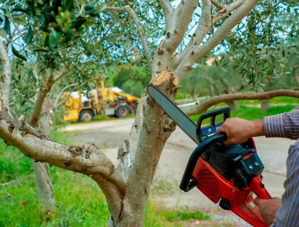 Professional Tree Service in Beechwood, MI